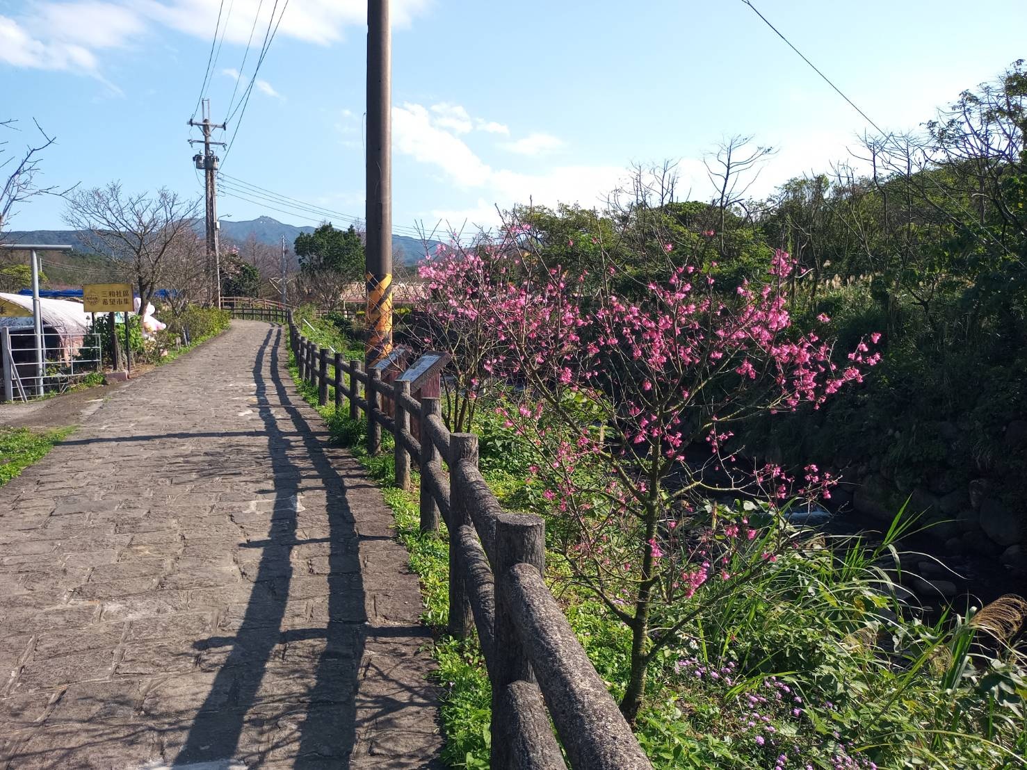 三芝三和社區三生步道，目前花況約4成