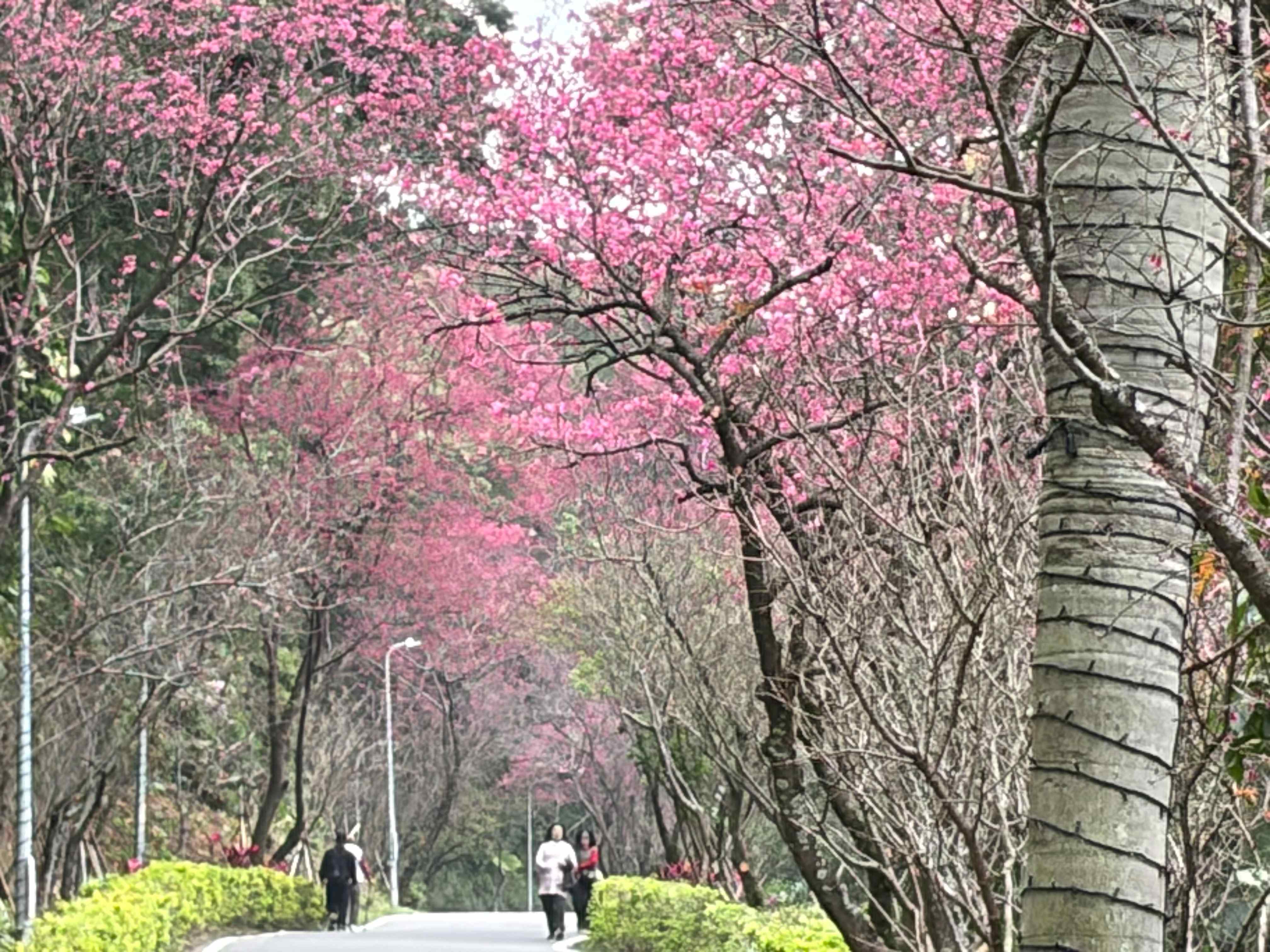 樹興社區滬尾櫻花大道長達約4公里，花季時櫻花沿路盛開，形成夢幻粉色隧道