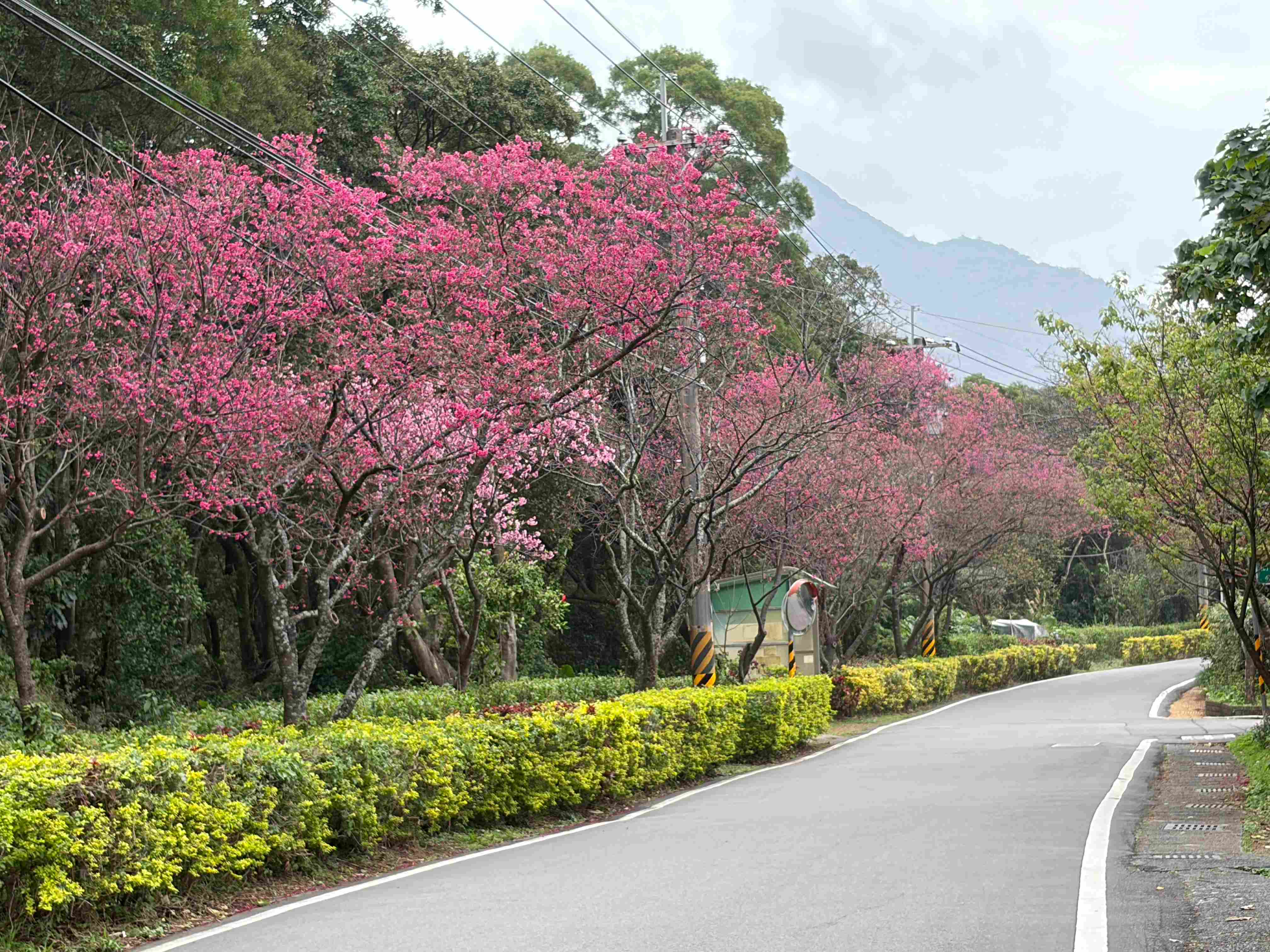 樹興社區滬尾櫻花大道