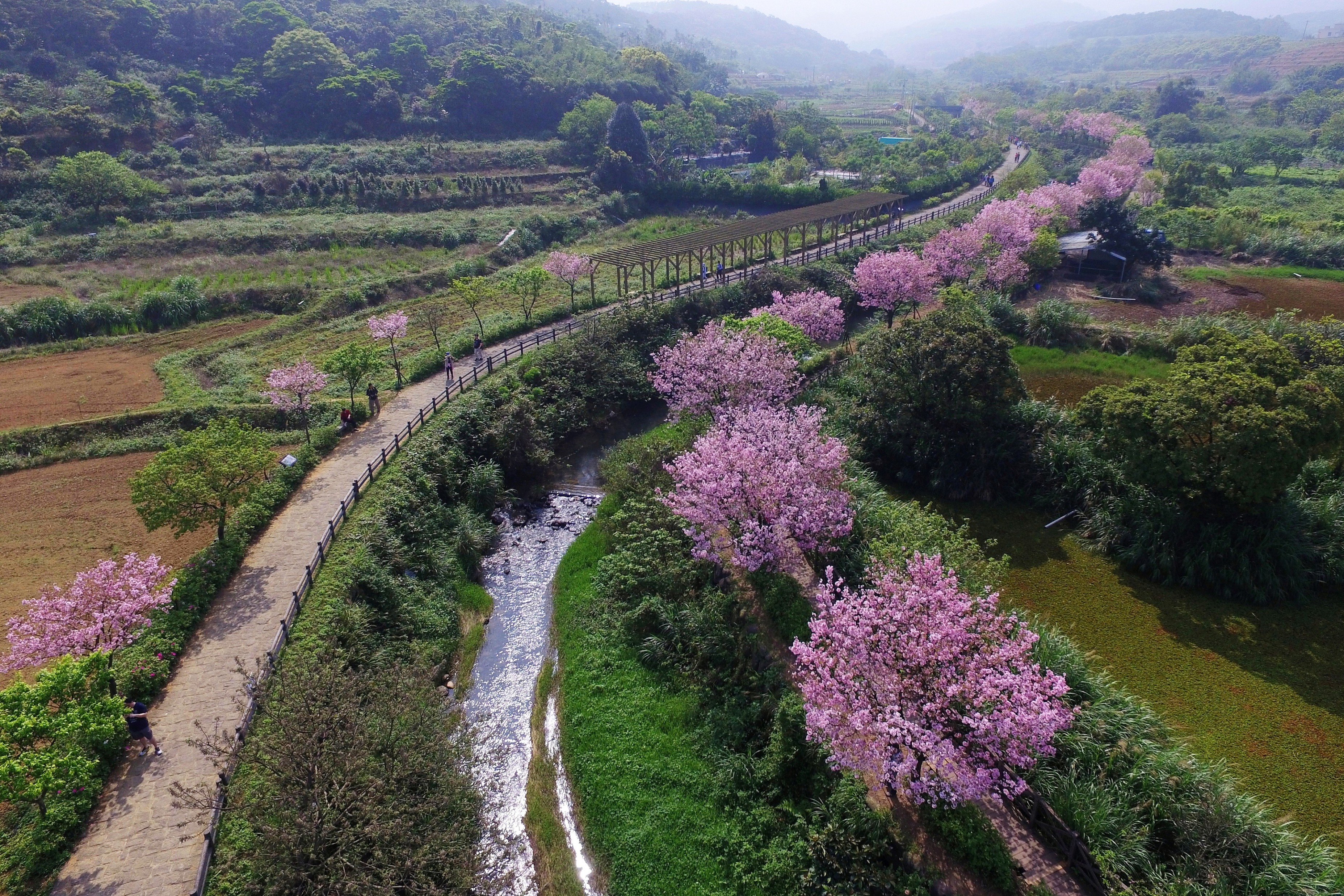 三芝三生步道櫻花盛開期間將會呈現粉紅花排的盛景 ，預計3月中下旬迎來盛開期(三芝區公所提供資料照片)