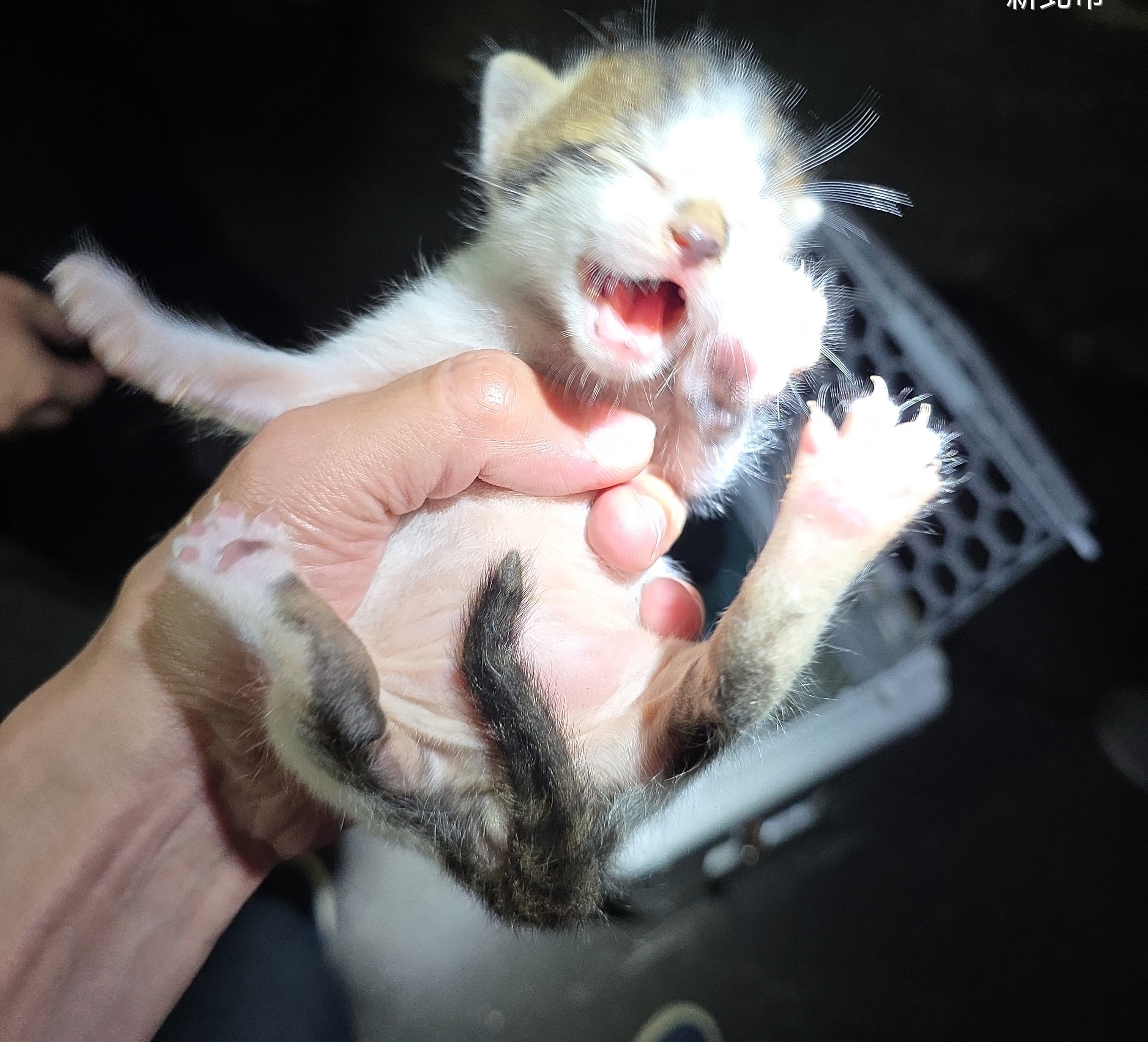  獲救小奶貓露出可愛笑臉