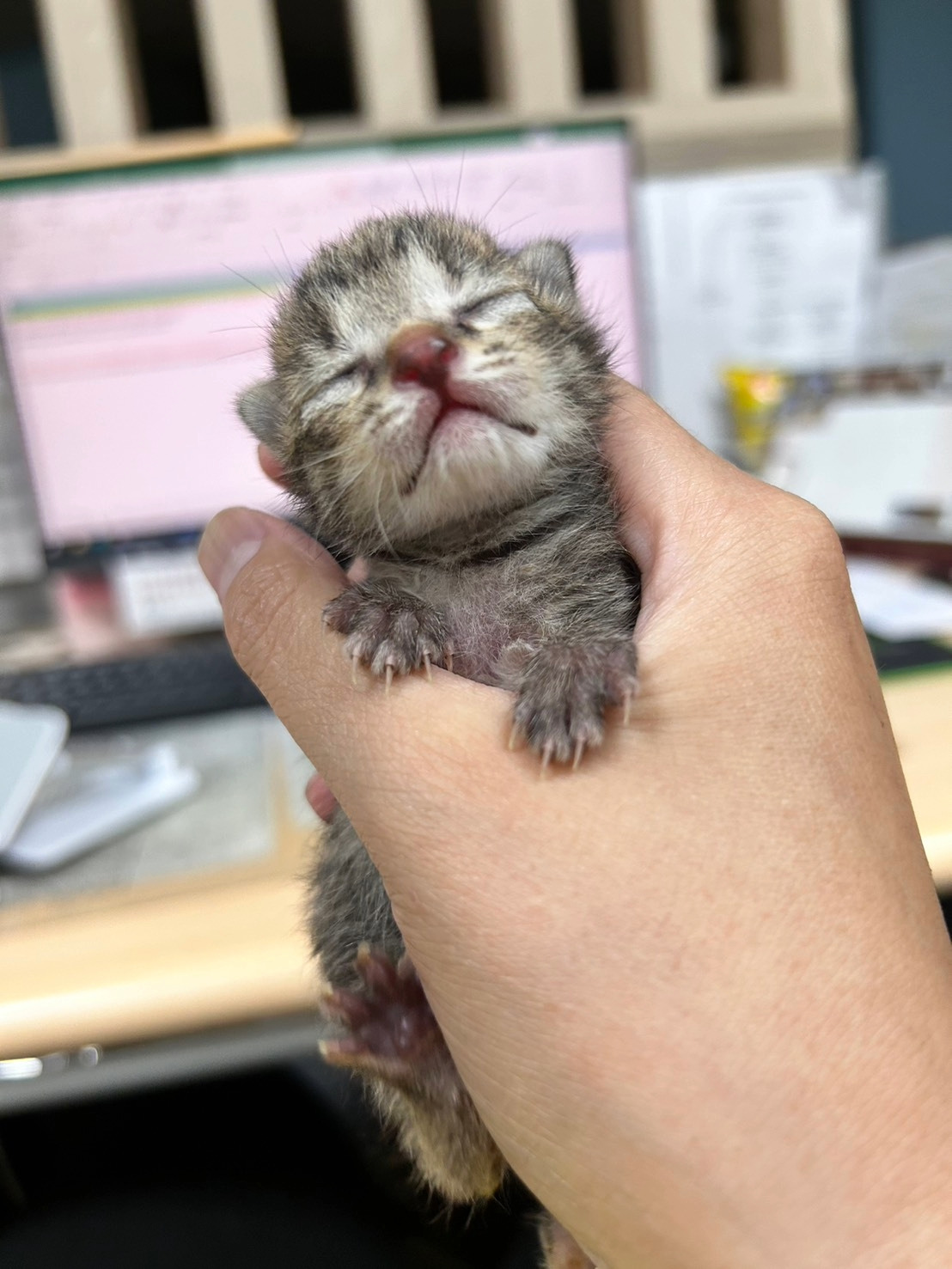  動保處同仁協助代養小奶貓