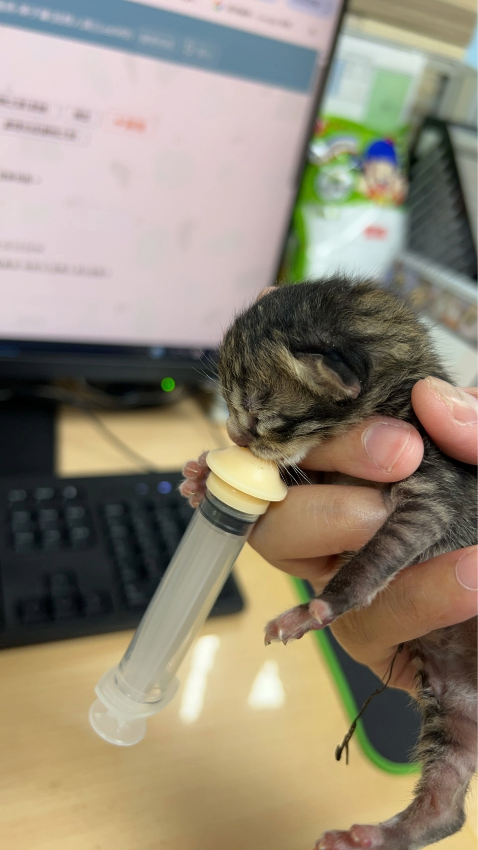  動保處同仁餵養小奶貓