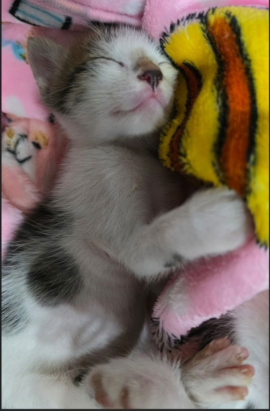 健康長大的小貓正在休息