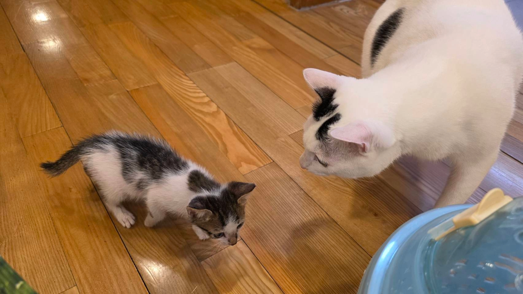  大「烏梅」和小「清酒」第一次見面