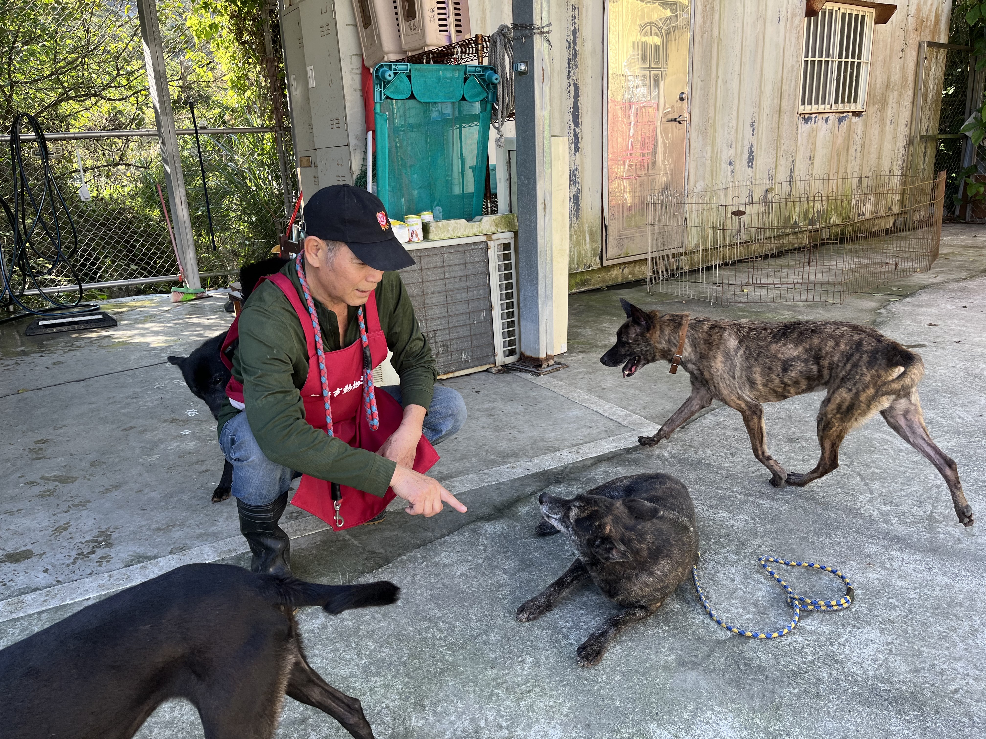  志工協助訓練犬隻行為