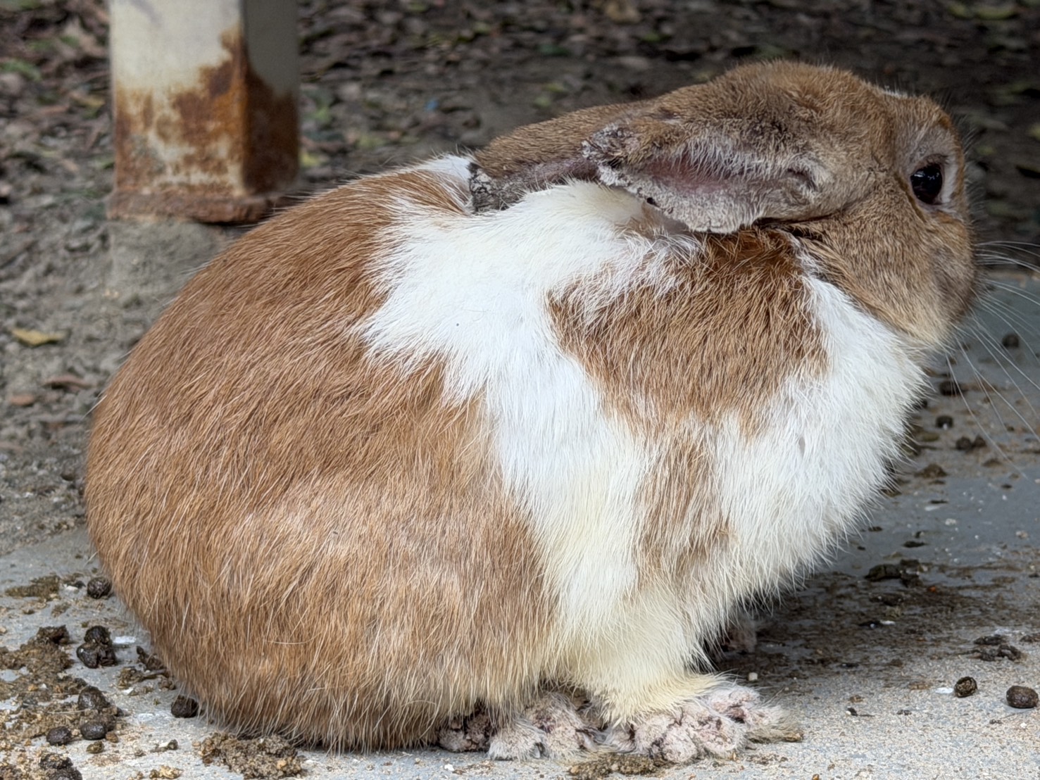  兔隻耳朵及腳感染疥癬