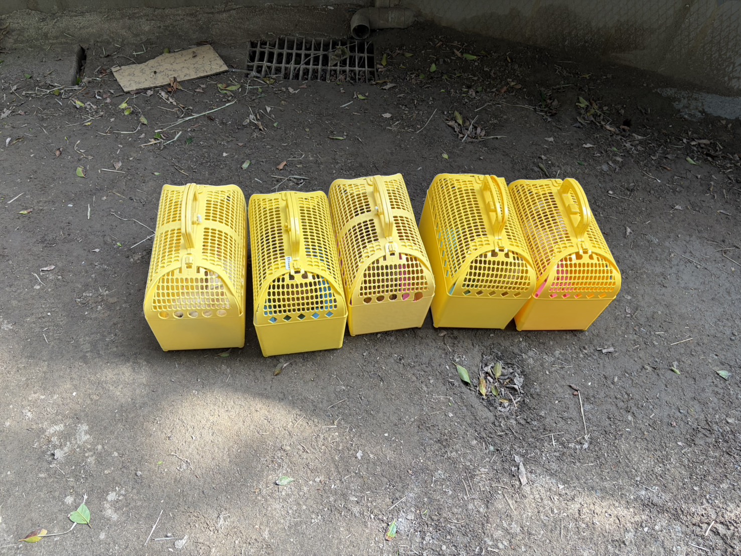  剩餘存活兔隻全數安置於外出籠就醫