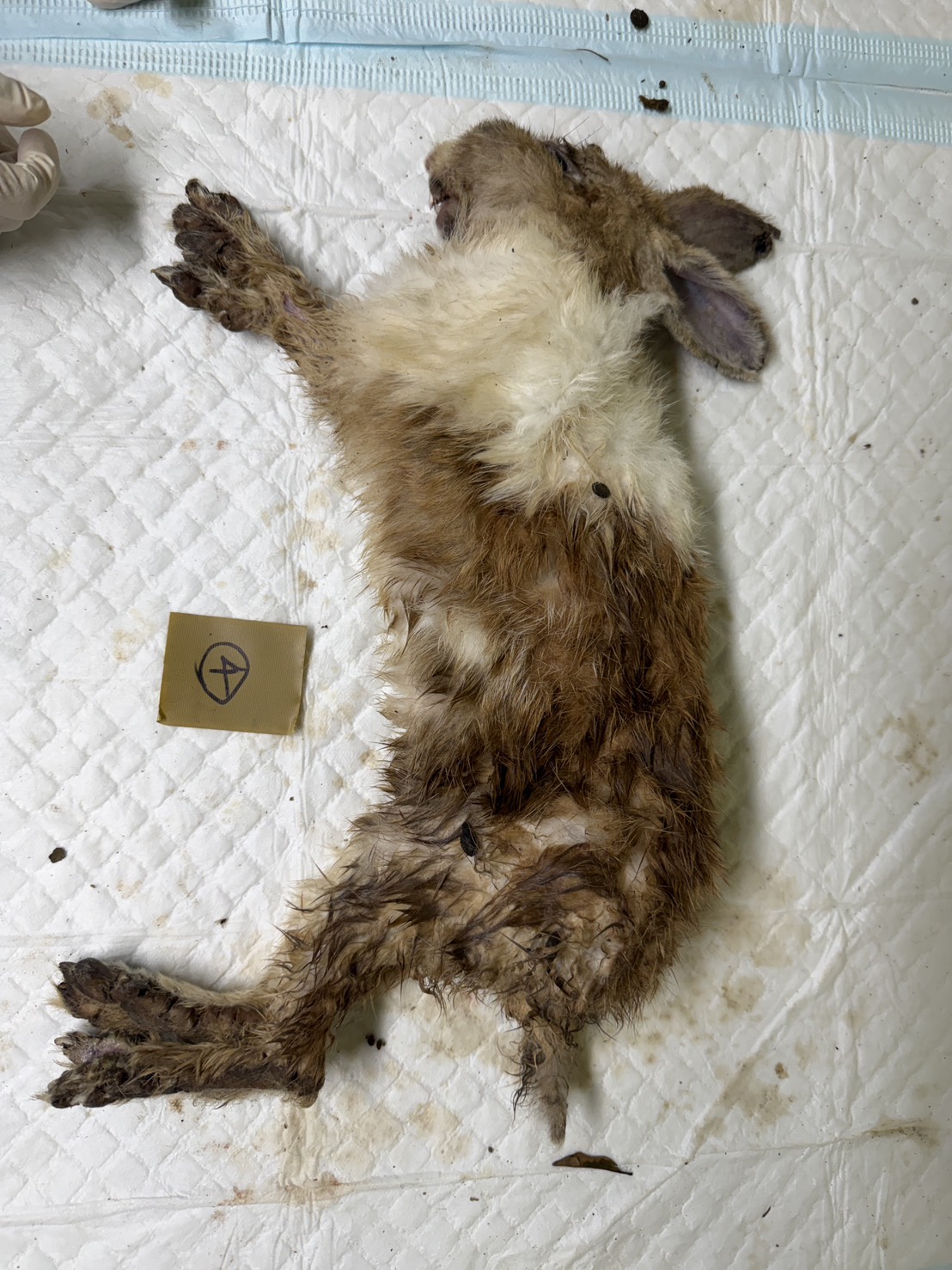  死亡兔隻帶回解剖