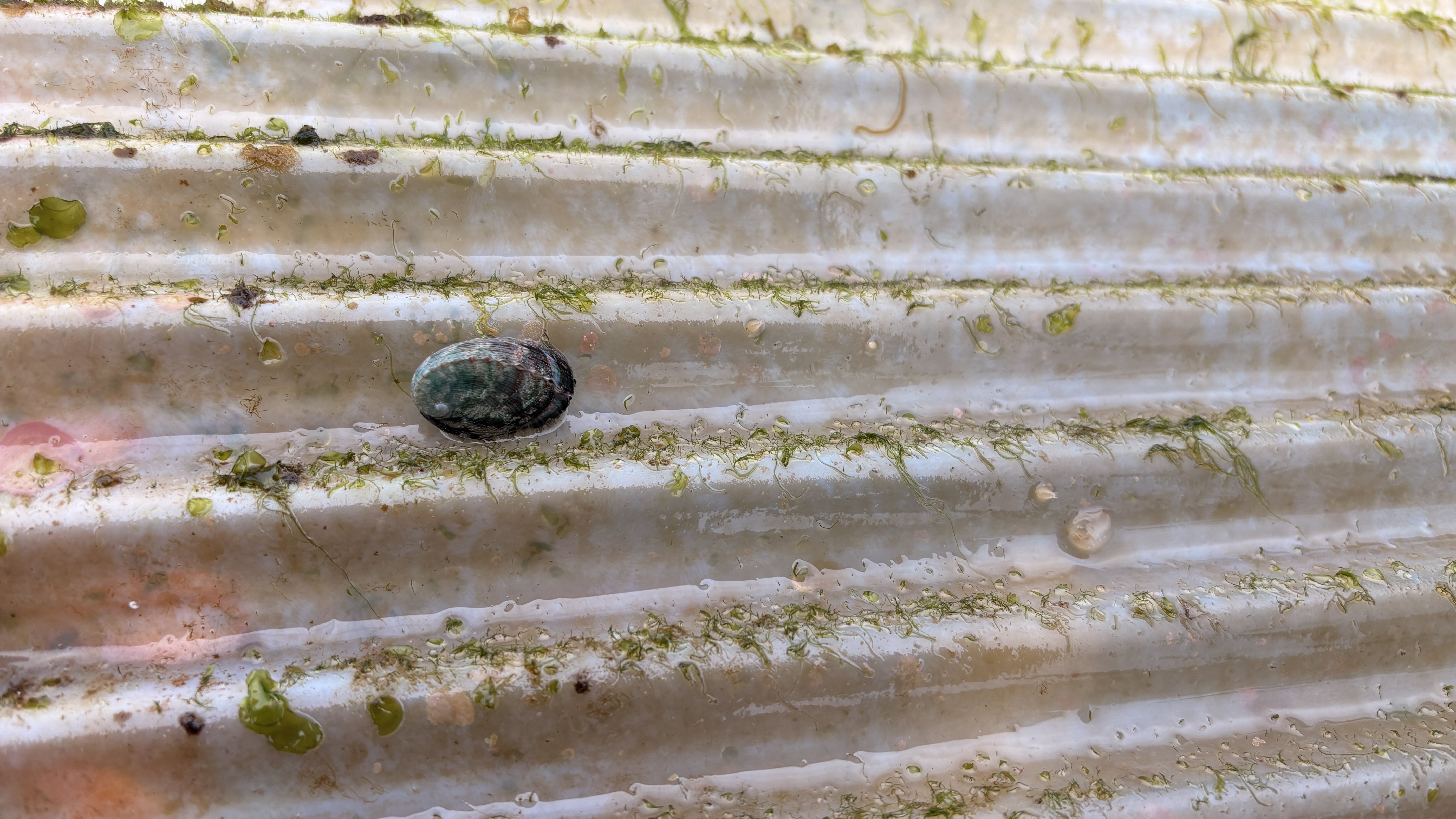 浪板上的九孔苗