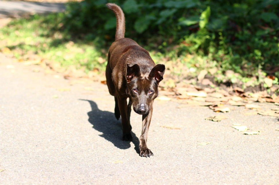  中和動物之家收容犬「鐺鐺」是一隻個性親人、溫和的犬隻