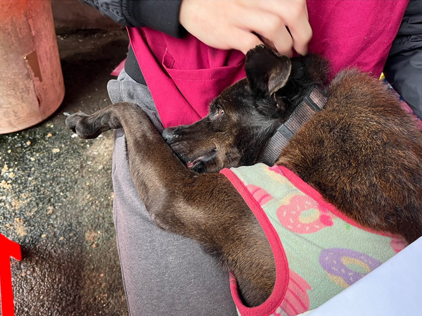 志工們暱稱「鐺鐺」為中和動物之家「最會撒嬌的狗狗」