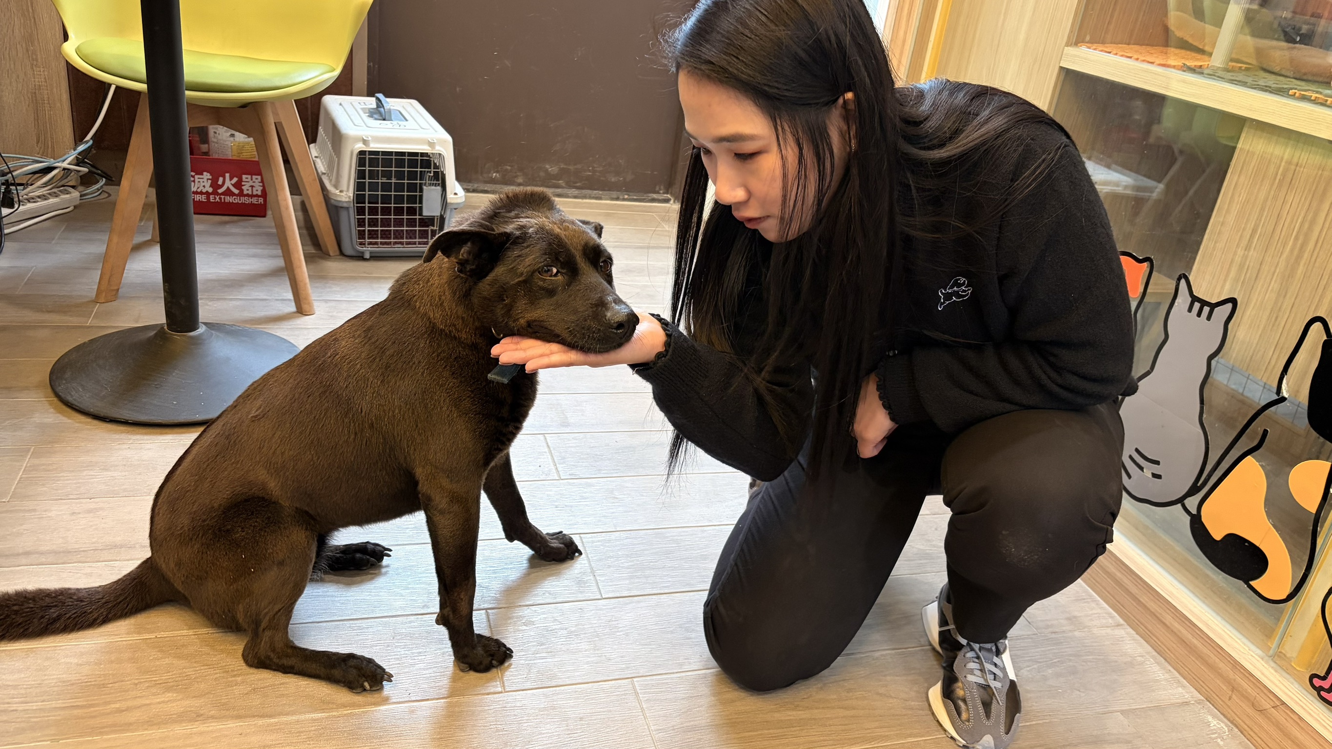  江小姐表示，來到中和動物之家探訪。當時一眼就注意到熱情親人的鐺鐺
