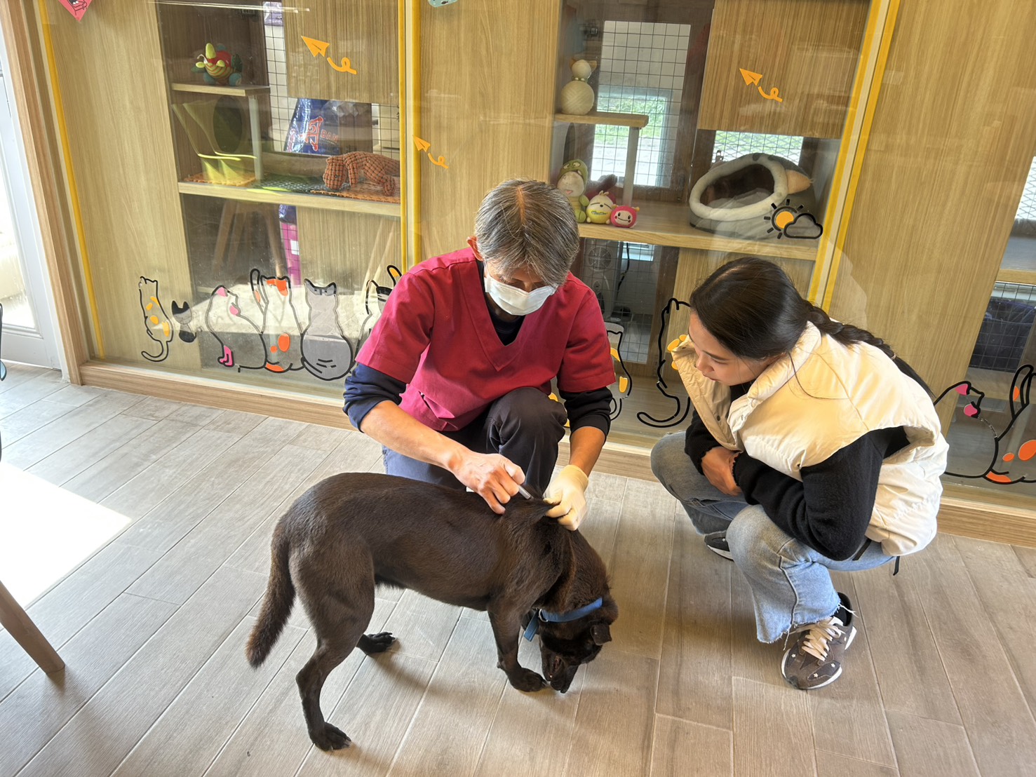 之後連續2個月只要有空便專程前往陪伴鐺鐺散步、互動培養感情，逐漸建立信任關係