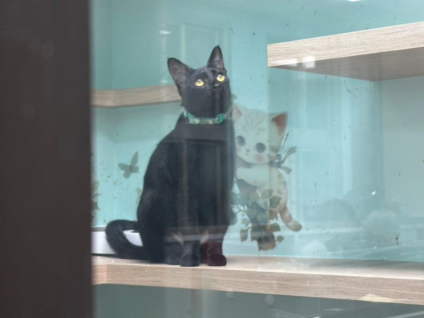 「吉吉」因救援案入所，後續送至貓星人驛站醫治，日漸相處下漸漸親人，給摸給抱，歡迎活動當日至現場與「吉吉」互動