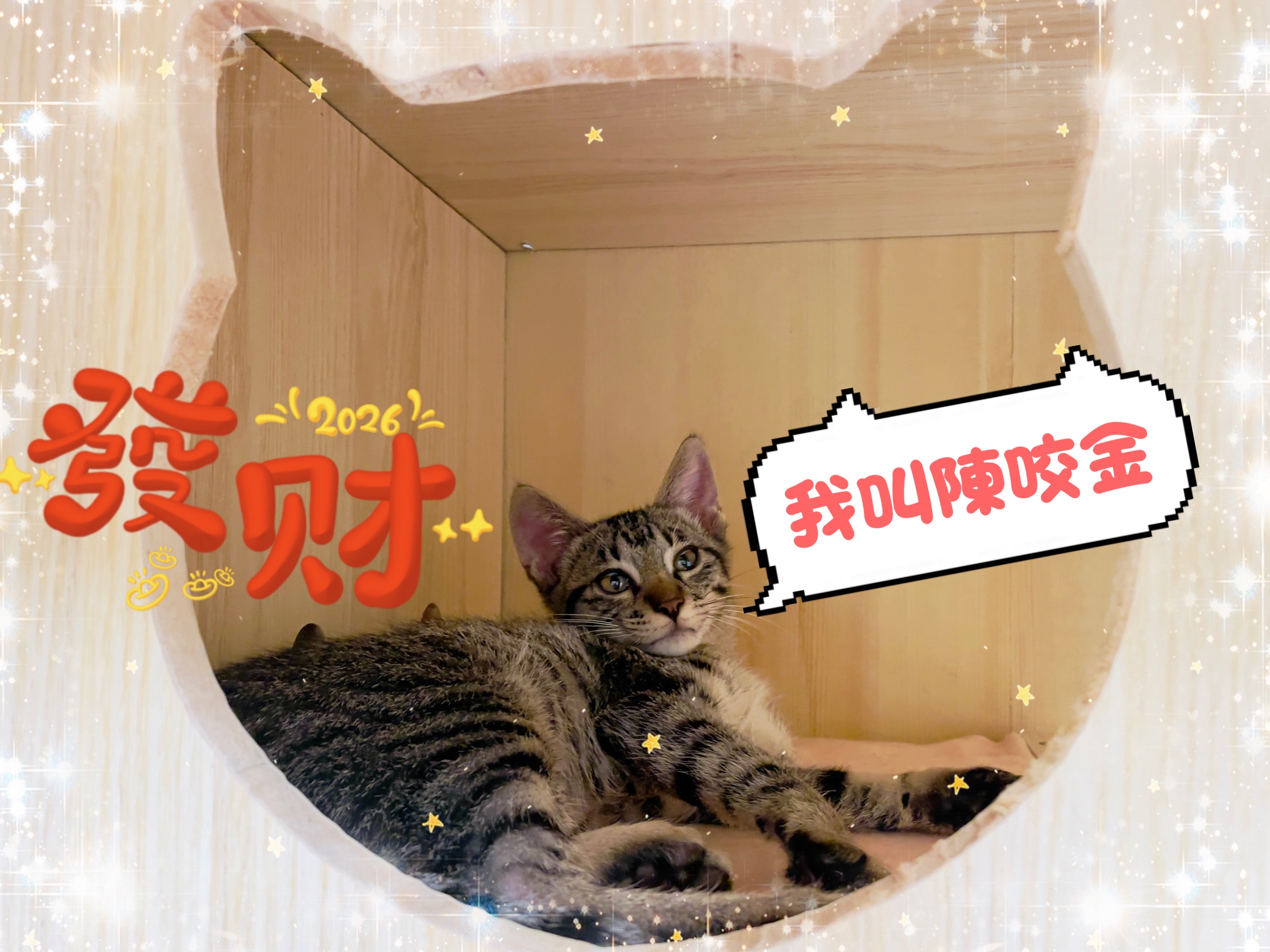  「陳咬金」是4個月的小男生，正值活潑愛玩的個性，人來瘋的及自動討摸的個性，讓往後的生活充滿了驚喜