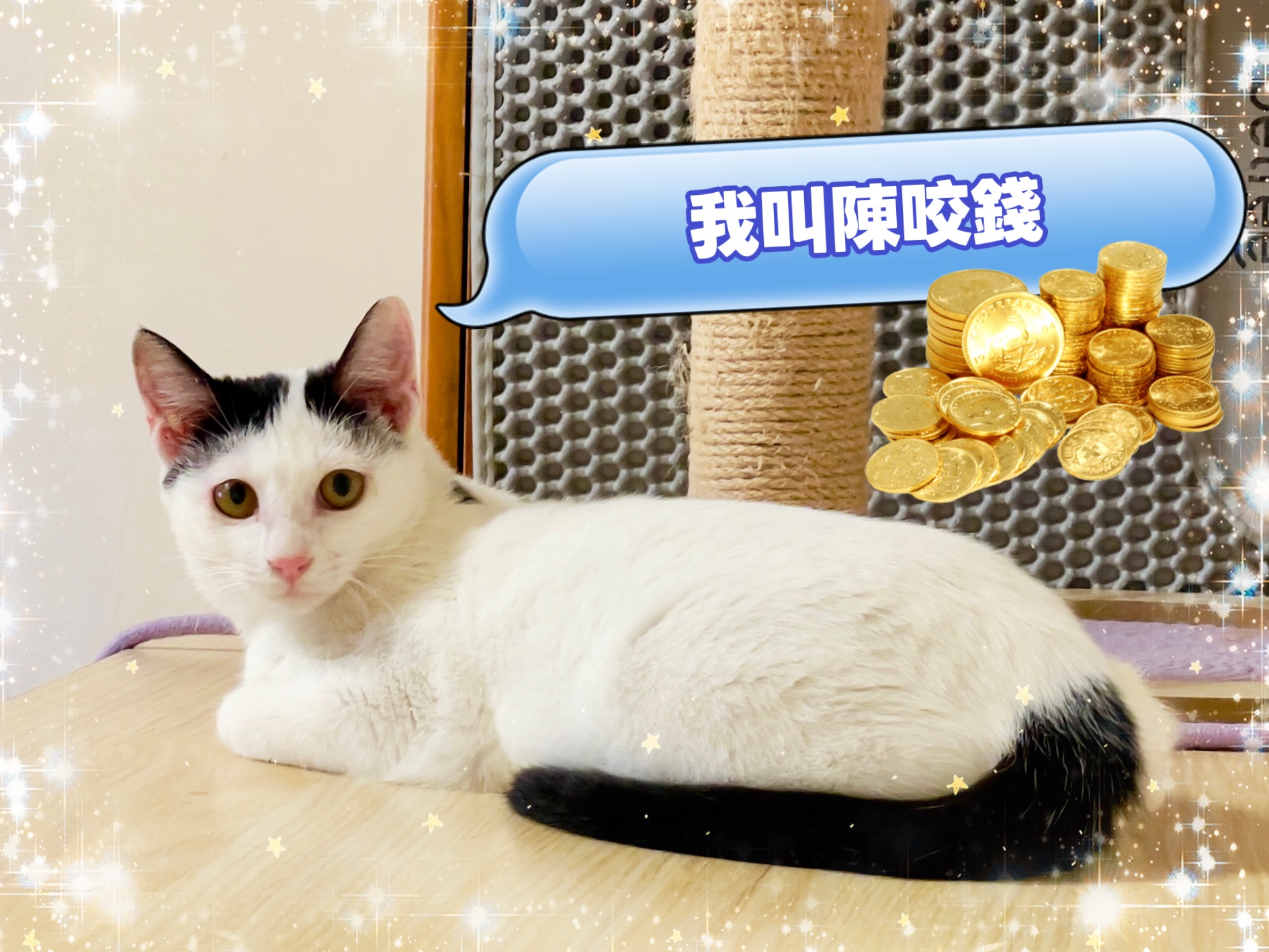  「陳咬錢」是6個月的小女生，已經結紮。文靜乖巧，需要與飼主慢慢培養感情，慢慢地走進彼此心中