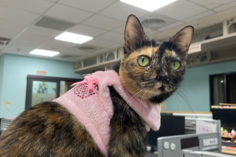  憨厚可愛的「2.0」，非常親人!看到人會瘋狂刷存在感，直到有人理牠才肯罷休，感覺像養隻小狗