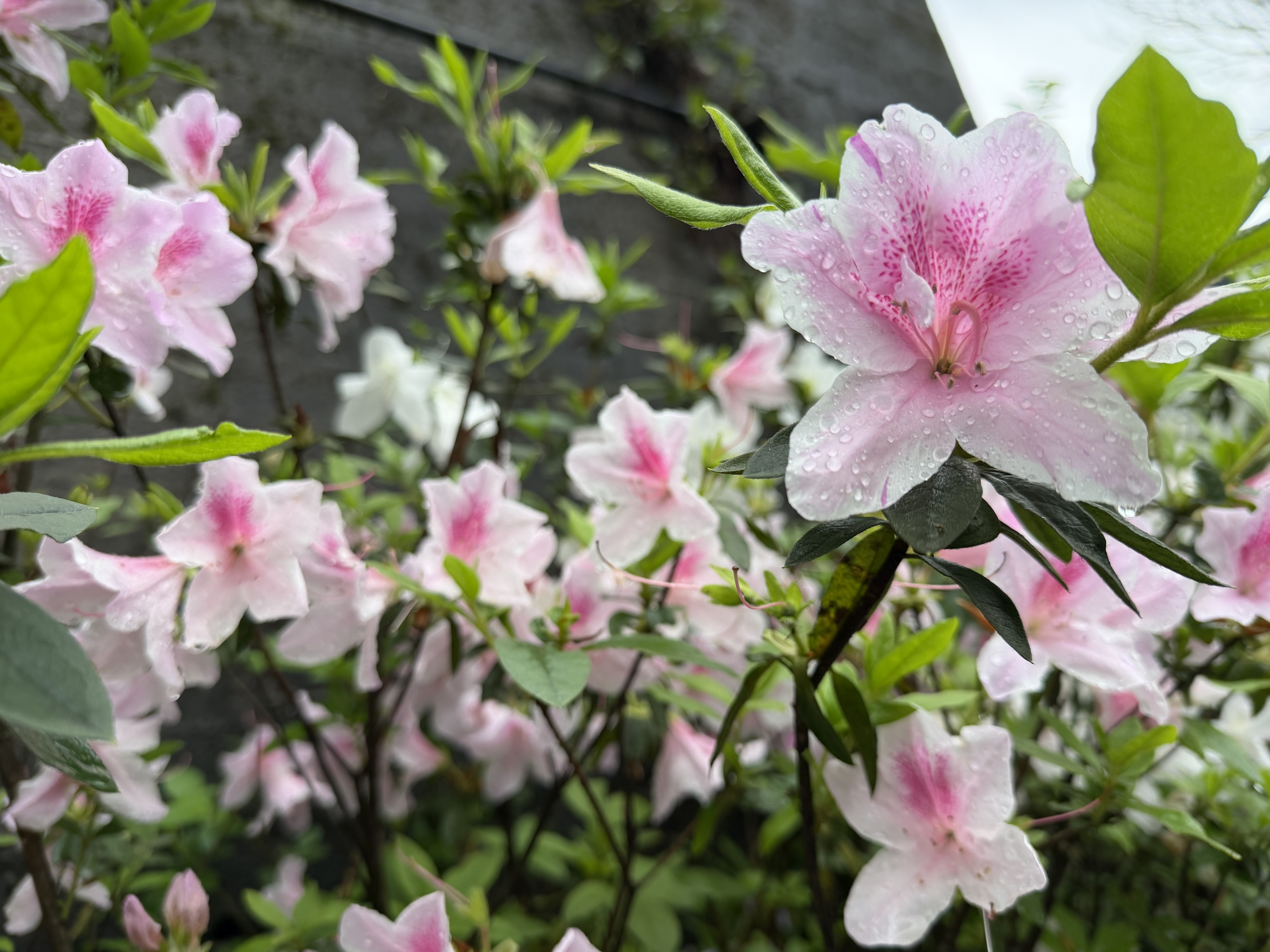 春天正是賞花好時節，櫻花、杜鵑花與油桐花陸續綻放，歡迎民眾走訪新北賞花、逛市集、聽音樂，享受春日悠閒時光。