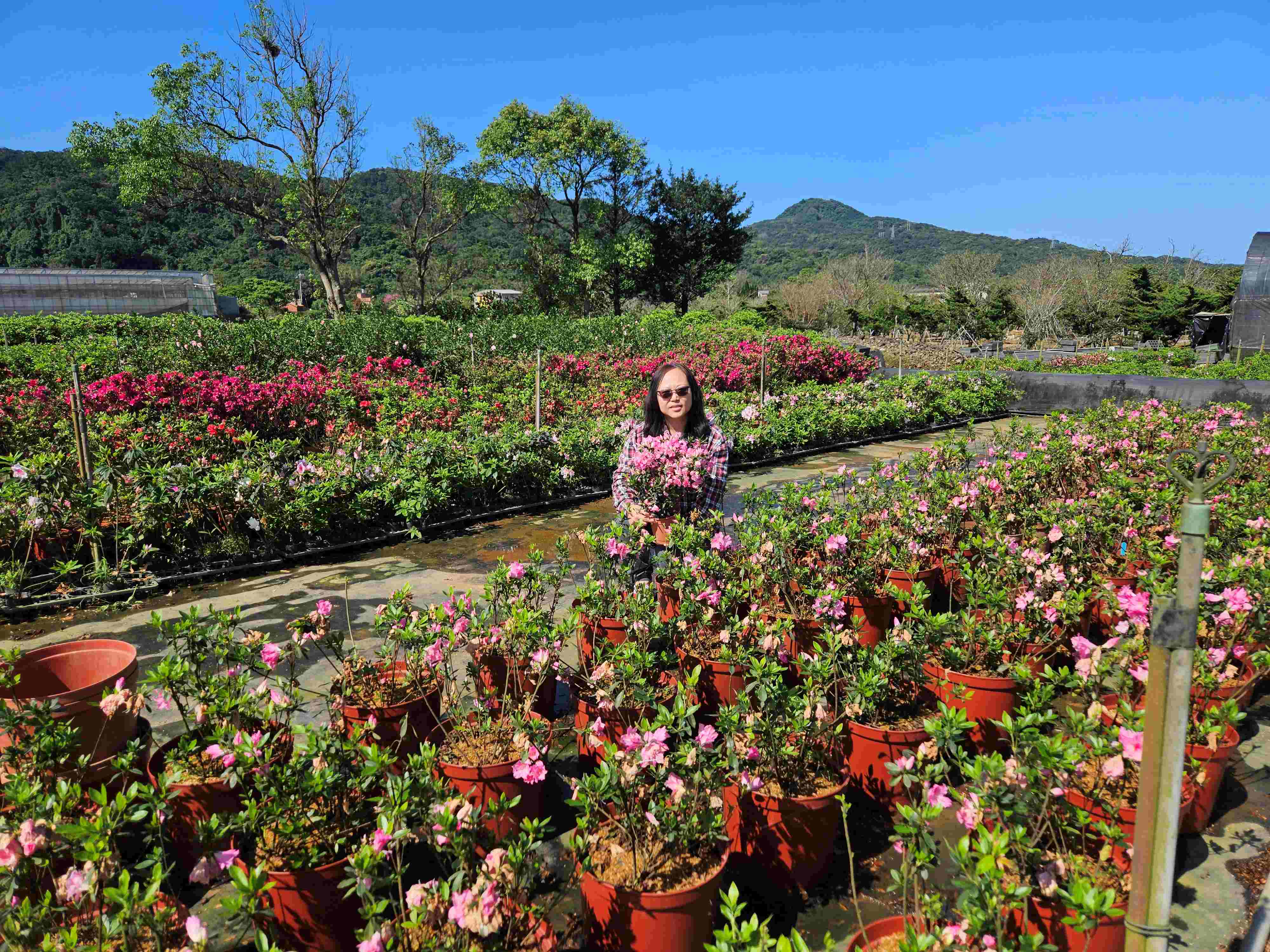 青農黃美娟於金山經營青昀苗圃，每年生產高達60萬株杜鵑