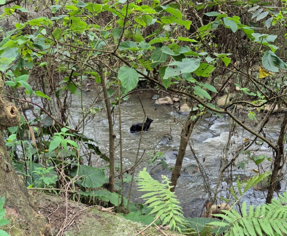  黑狗受困紅水仙溪中