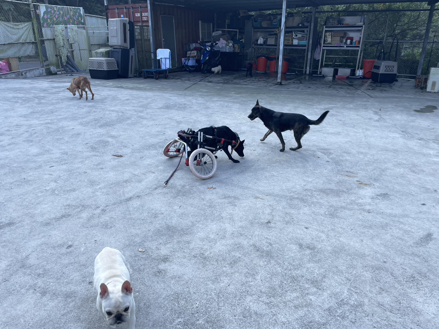  八里動物之家毛寶貝每日放風行程