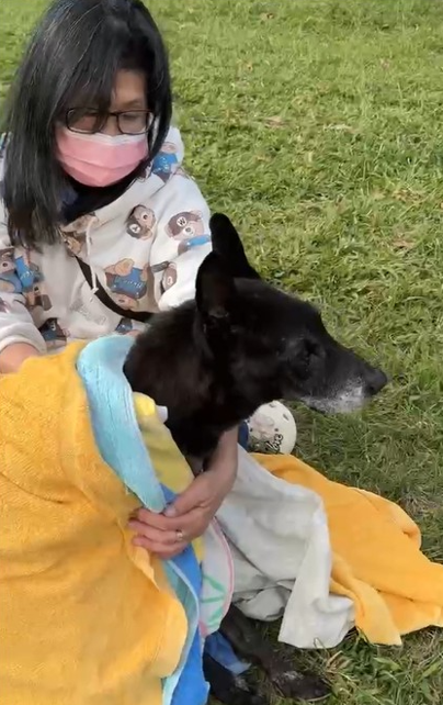  認養飼主田小姐帶「可樂」外出散步