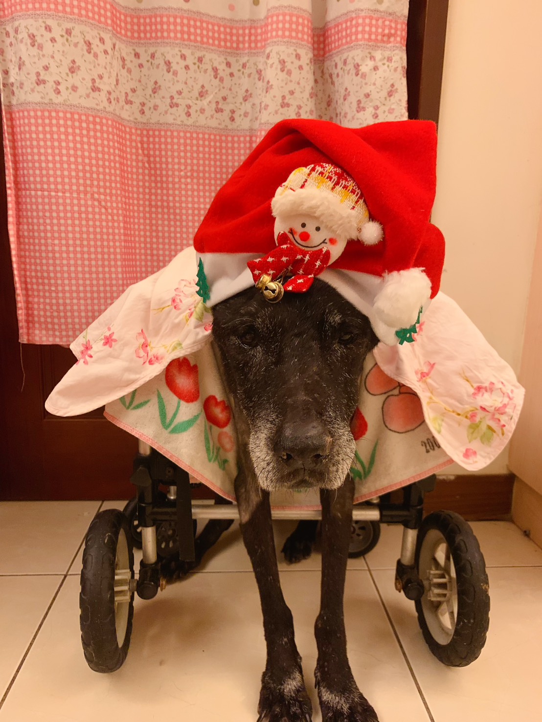 「可樂」在田小姐的陪伴下，在新家過著幸福的生活