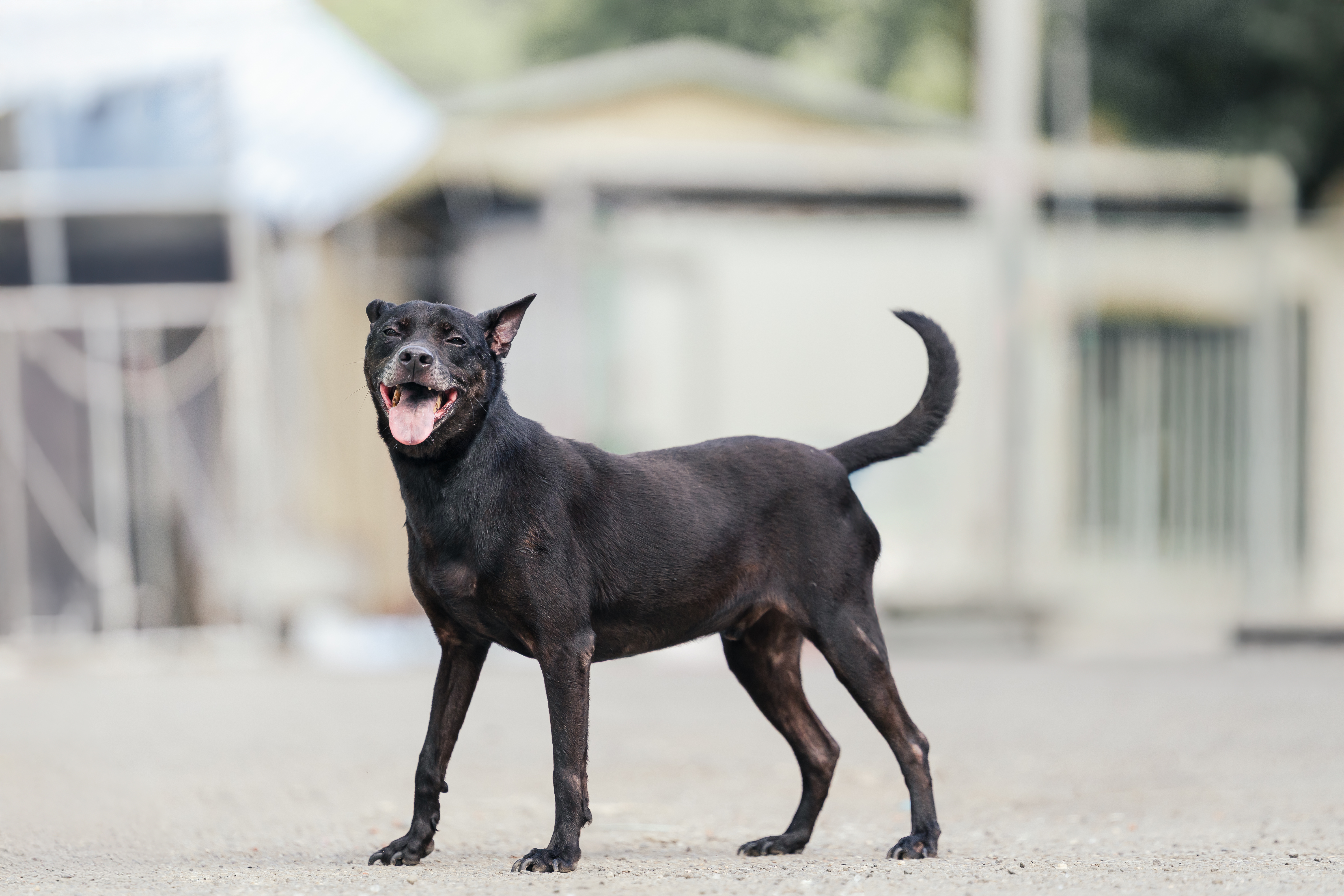 到新北市公立動物之家認養老殘動物或收容滿1年以上犬貓可獲得「犬貓回春雙響炮」方案，個性親人又親狗的黑毛混種成犬「底迪」已在中和公立動物之家等待認養超過8年
