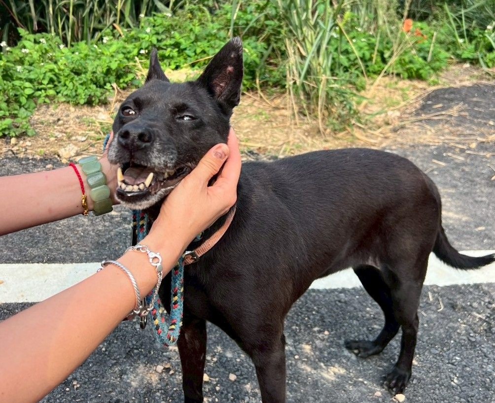  戶外犬在郊區活動時，建議飼主檢查皮膚及毛髮健康