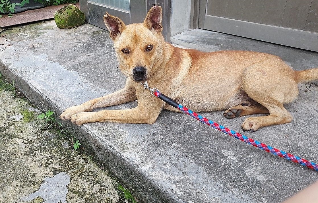  犬隻外出回家後，飼主應檢查毛髮並清理環境，避免跳蚤及壁蝨孳生