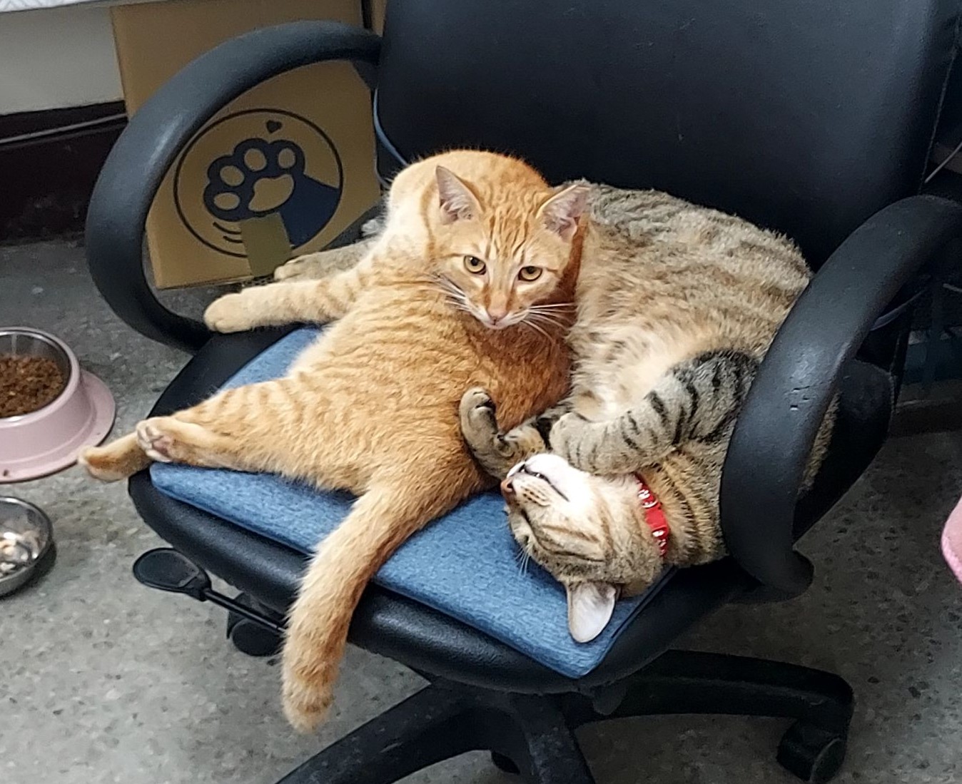  座墊、睡墊需同步清潔，降低感染風險