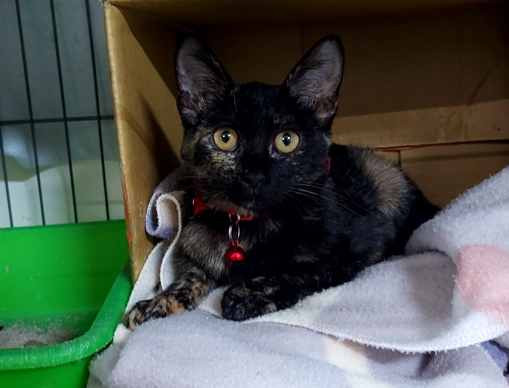 飼養環境與用具應定期清潔，降低寄生蟲滋生風險