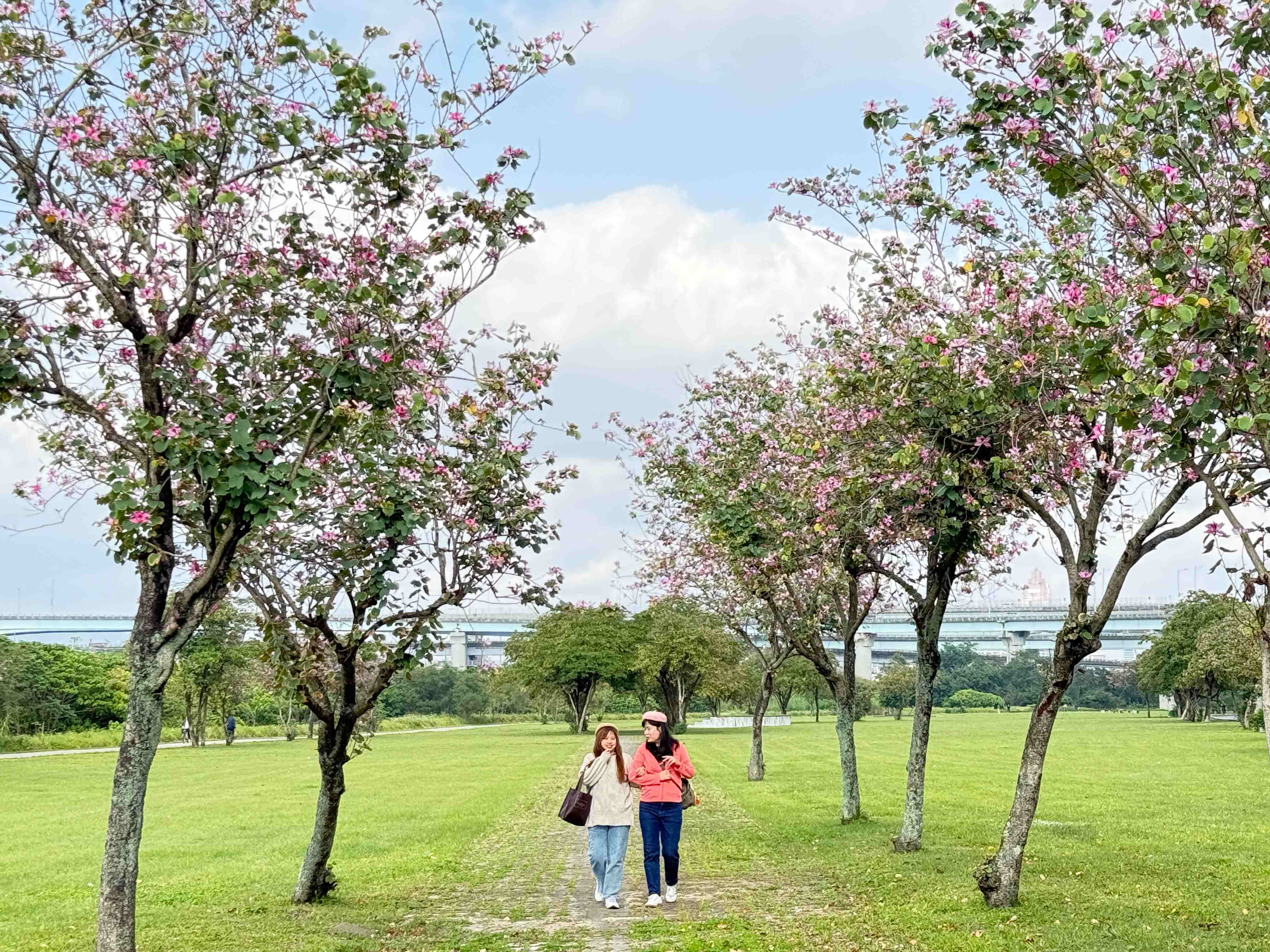 滿樹花團錦簇，猶如春日天空中飄散的粉色雲朵