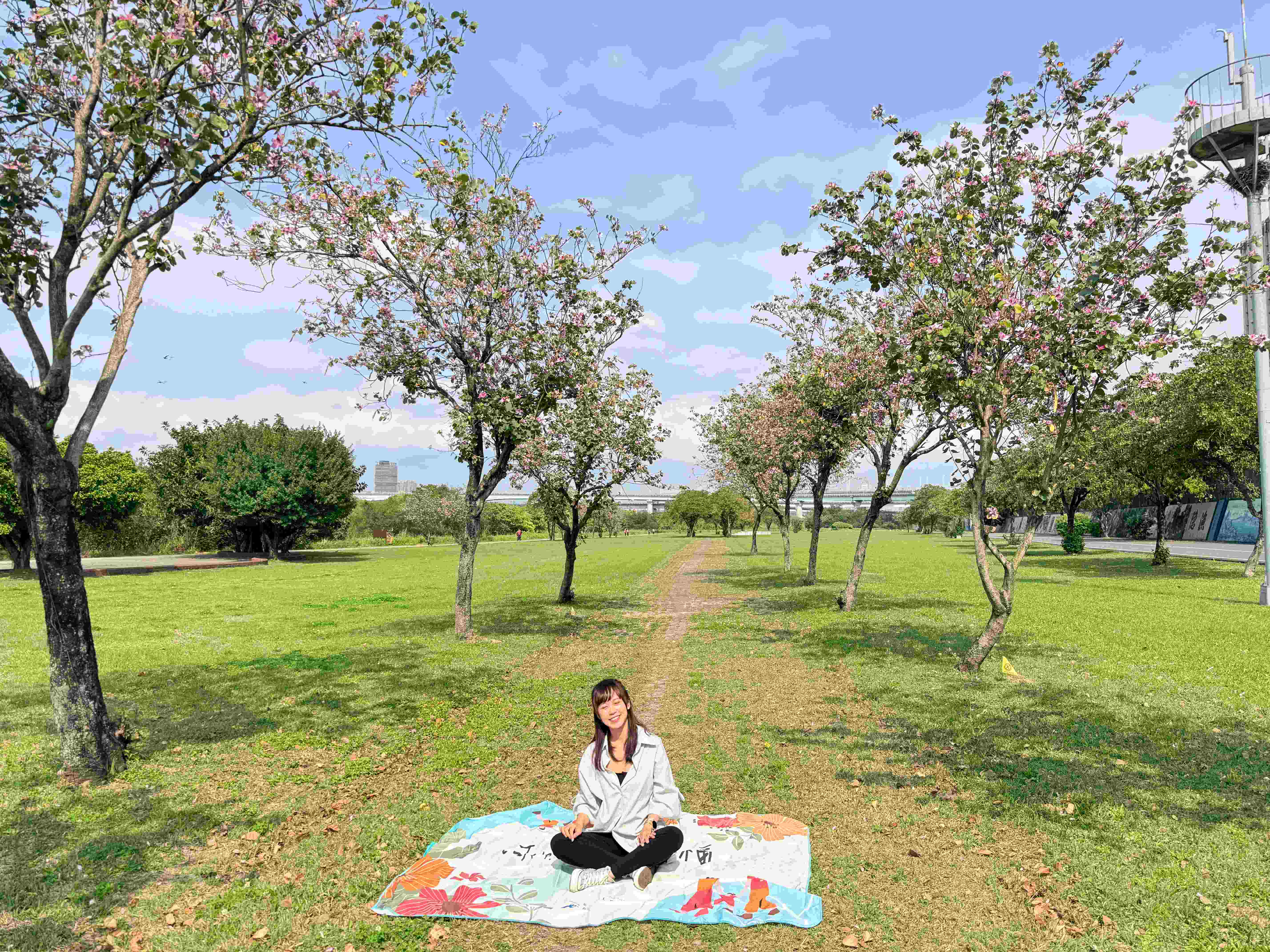 滿樹花影搖曳，宛如春日最柔美的畫布