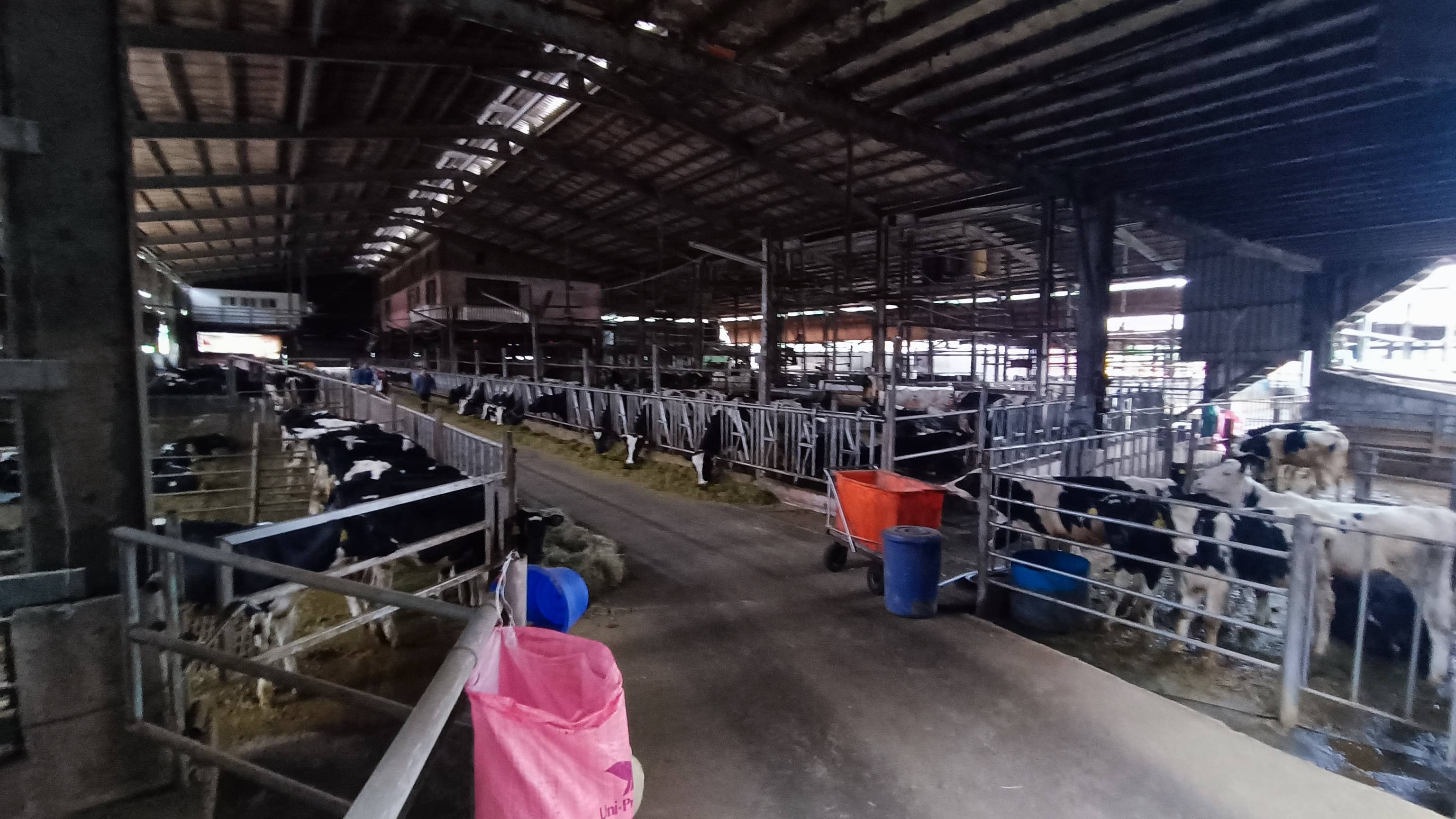  牛隻生長在良好的環境自然有健康及高品質的鮮乳