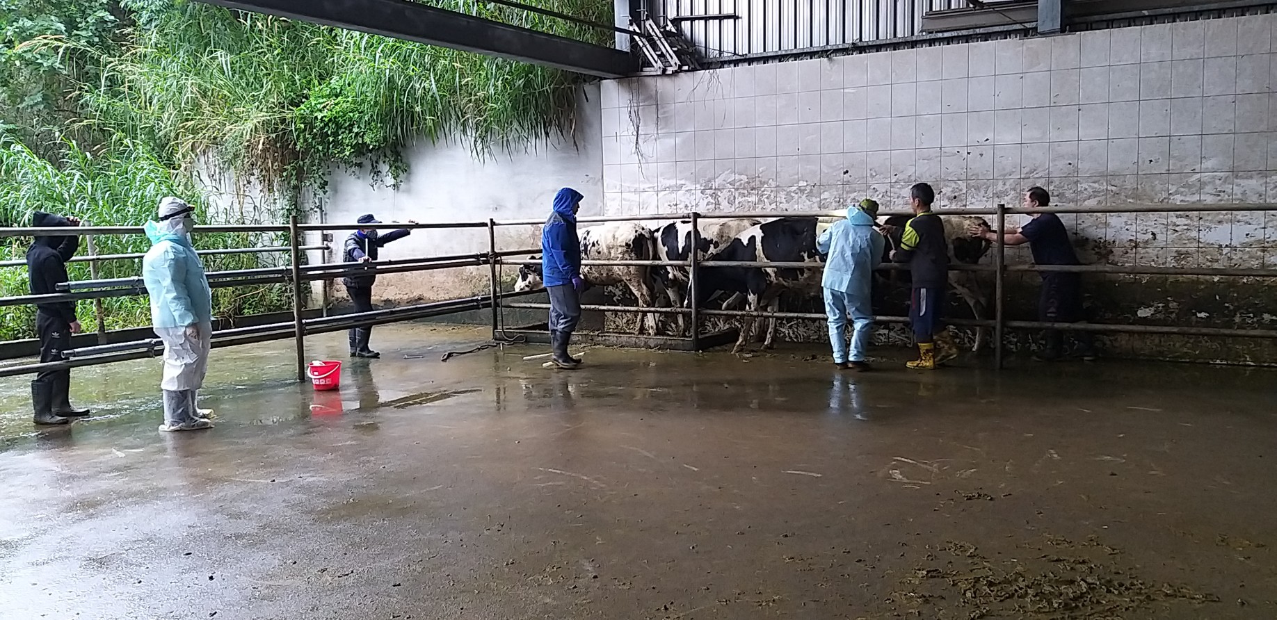  牛隻乖乖排隊等候抽血以及結核病檢測