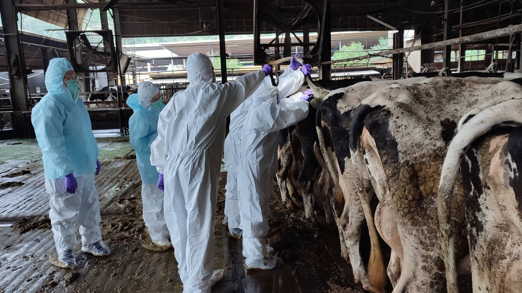  動保處進行乳牛採血監測