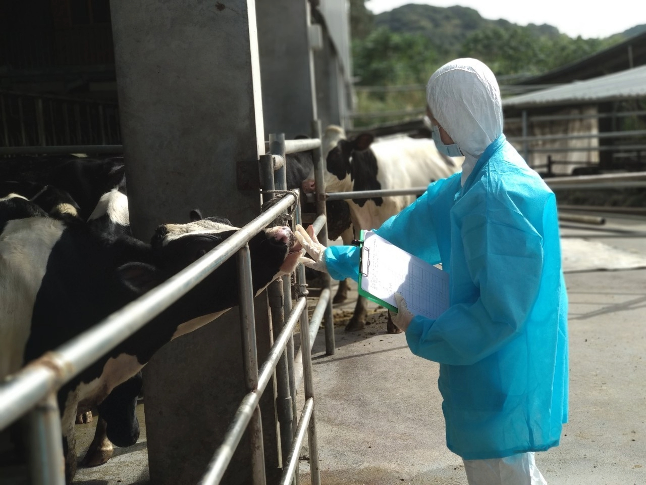 新北市動保處定期前往牛場訪視