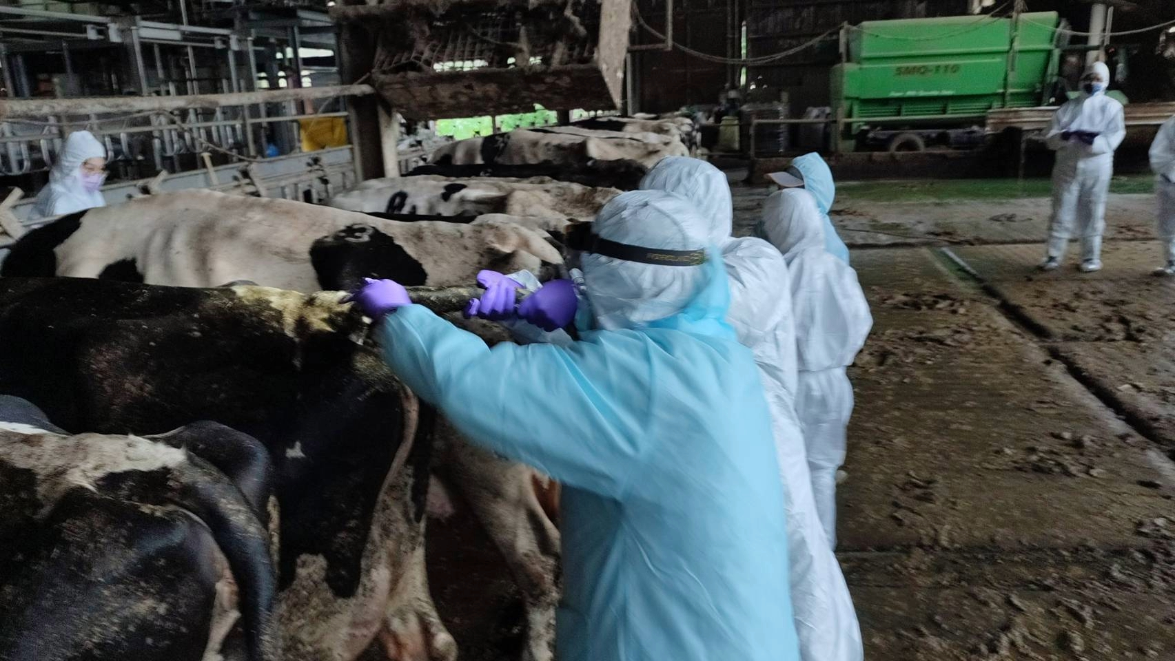  獸醫師替牛隻進行結核菌素檢測