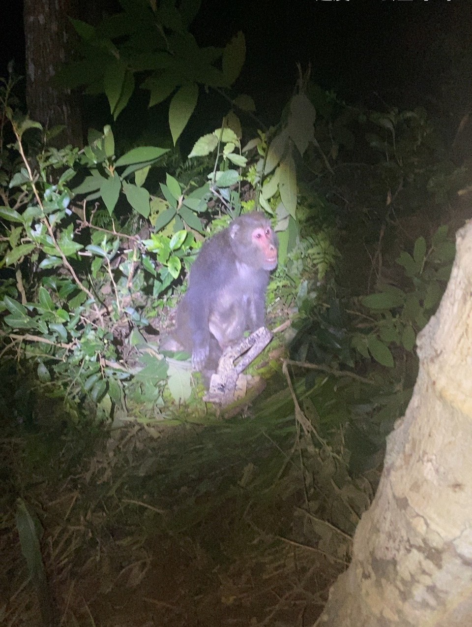  誤觸獸鋏的獼猴，無法自行脫困