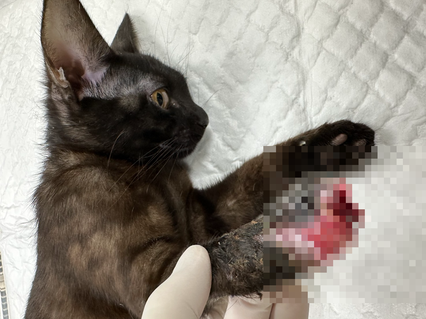  誤觸獸鋏的貓，掌骨遭完全夾斷