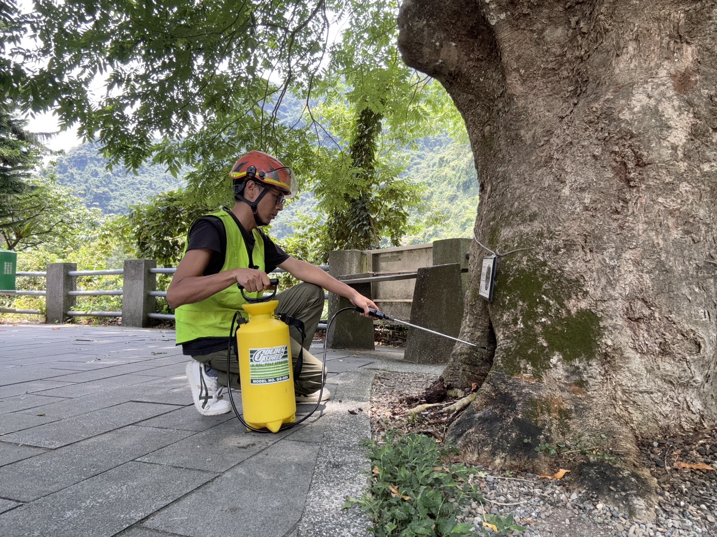 新北市景觀處透過專業人員執行轄區內珍貴樹木巡查、健檢與病蟲害防治等作業，確保樹木情況與健康