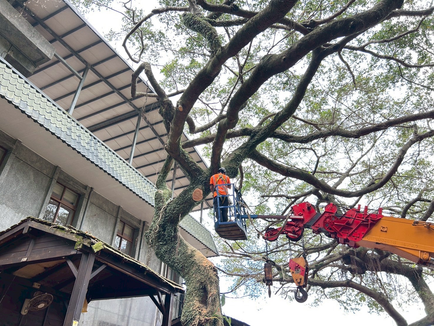 新北景觀處針對本市珍貴樹木長年進行維養護作業，包含高空修剪作業等，與市民一同守護城市樹木健康