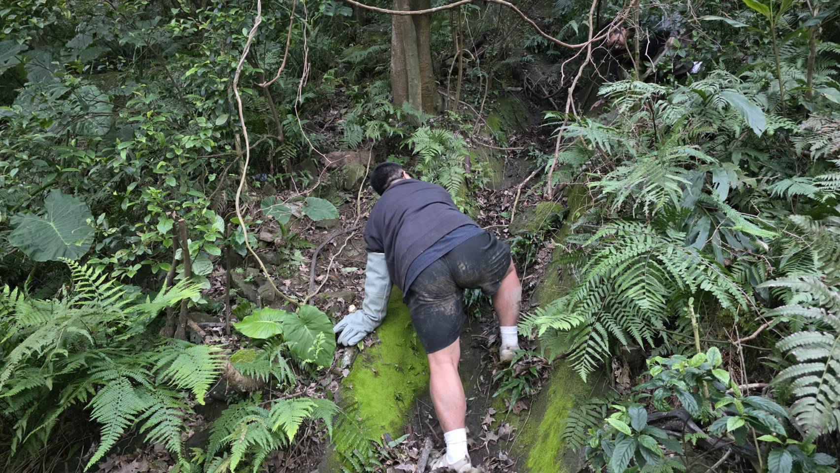  環境無道路，雜草叢生