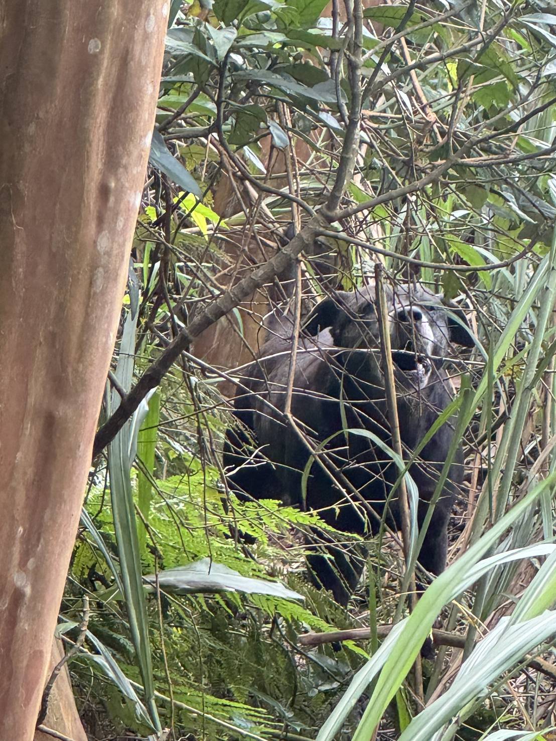 犬隻困在陡坡上