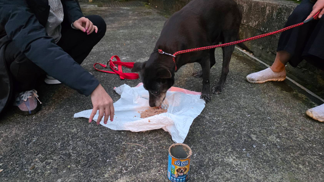 帶下山後餵狗吃一頓