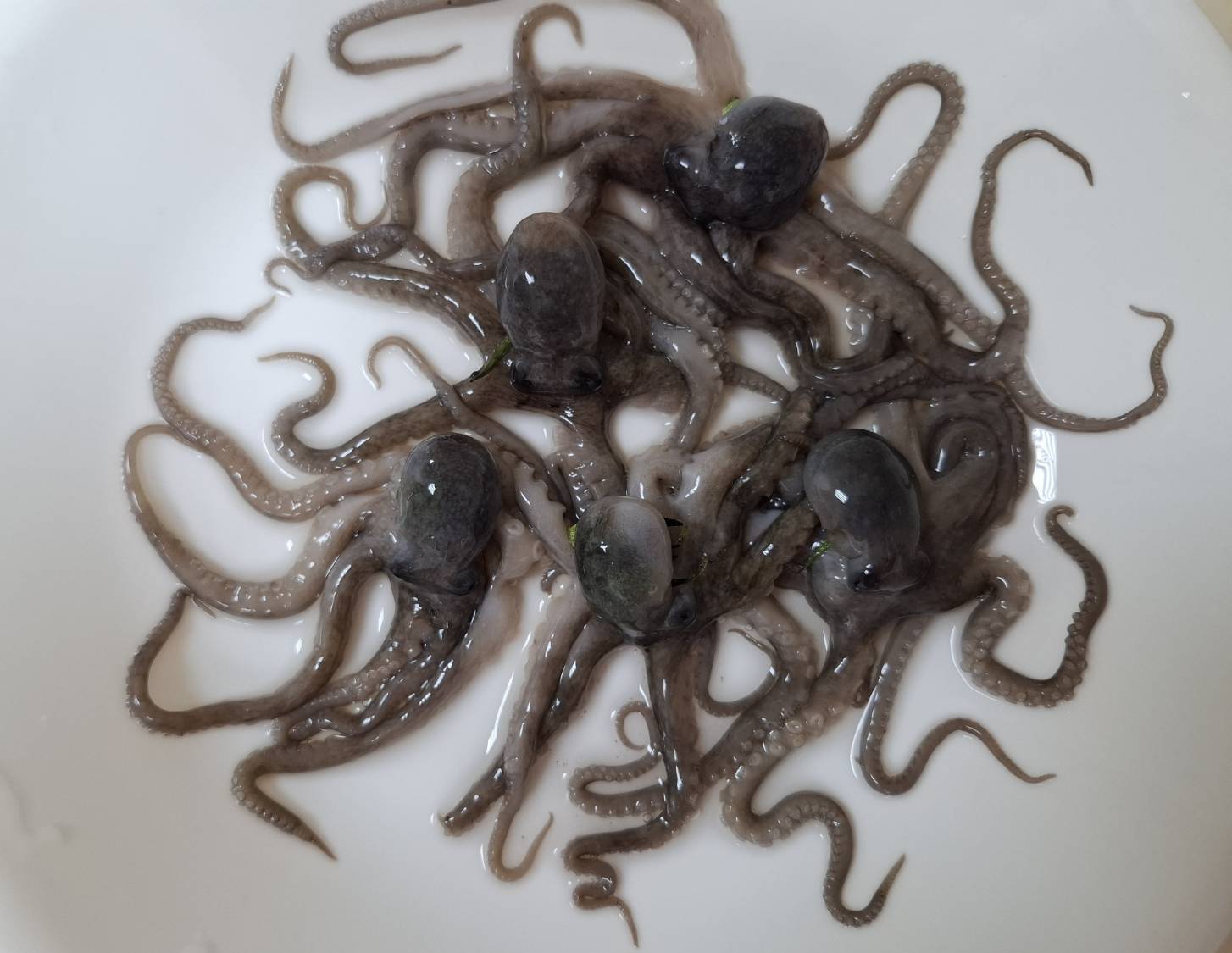 剛捕捉上岸新鮮的猴水仔