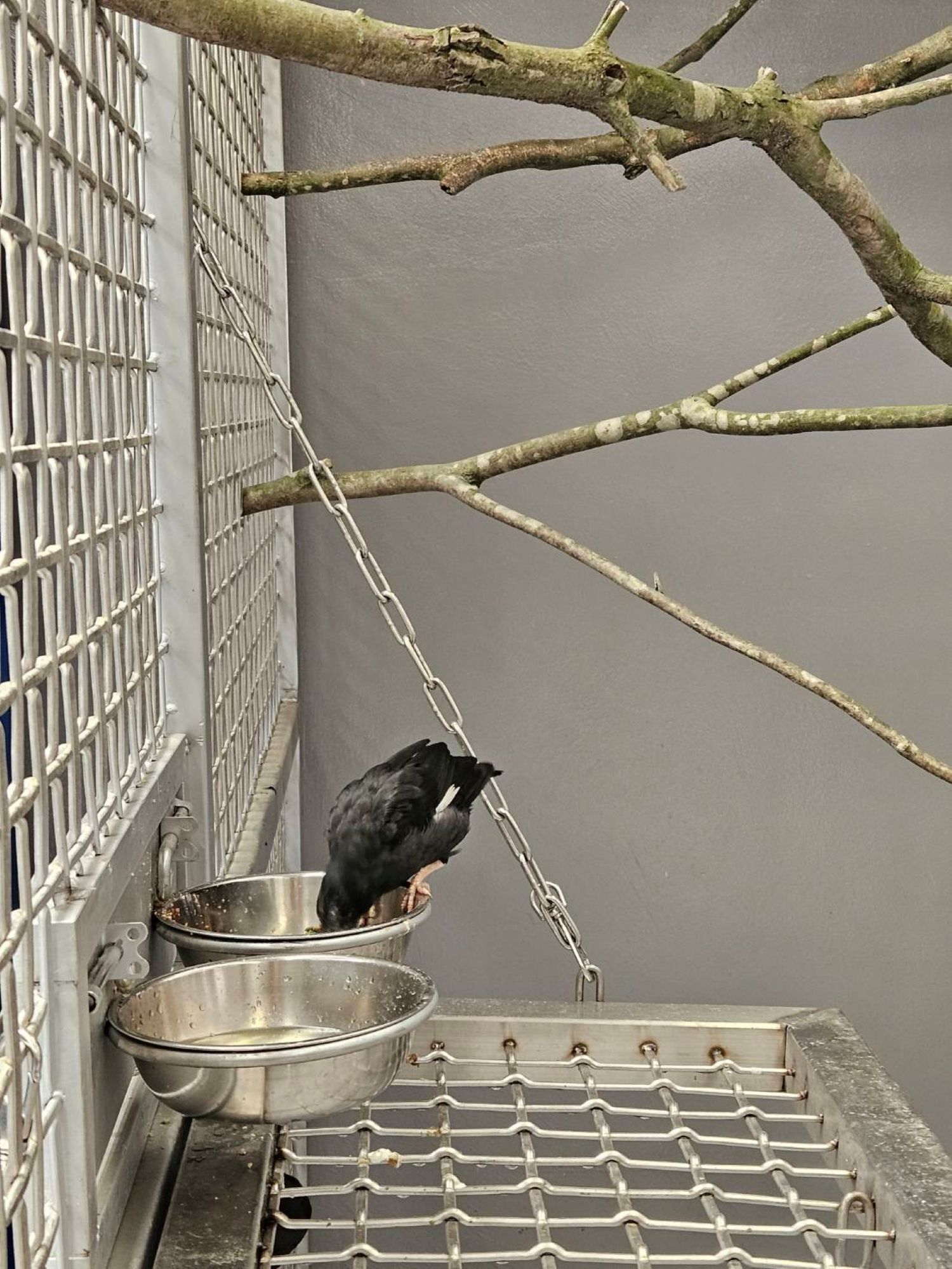 「新北市野生動物救傷收容中心」可收容鳥類及猛禽。