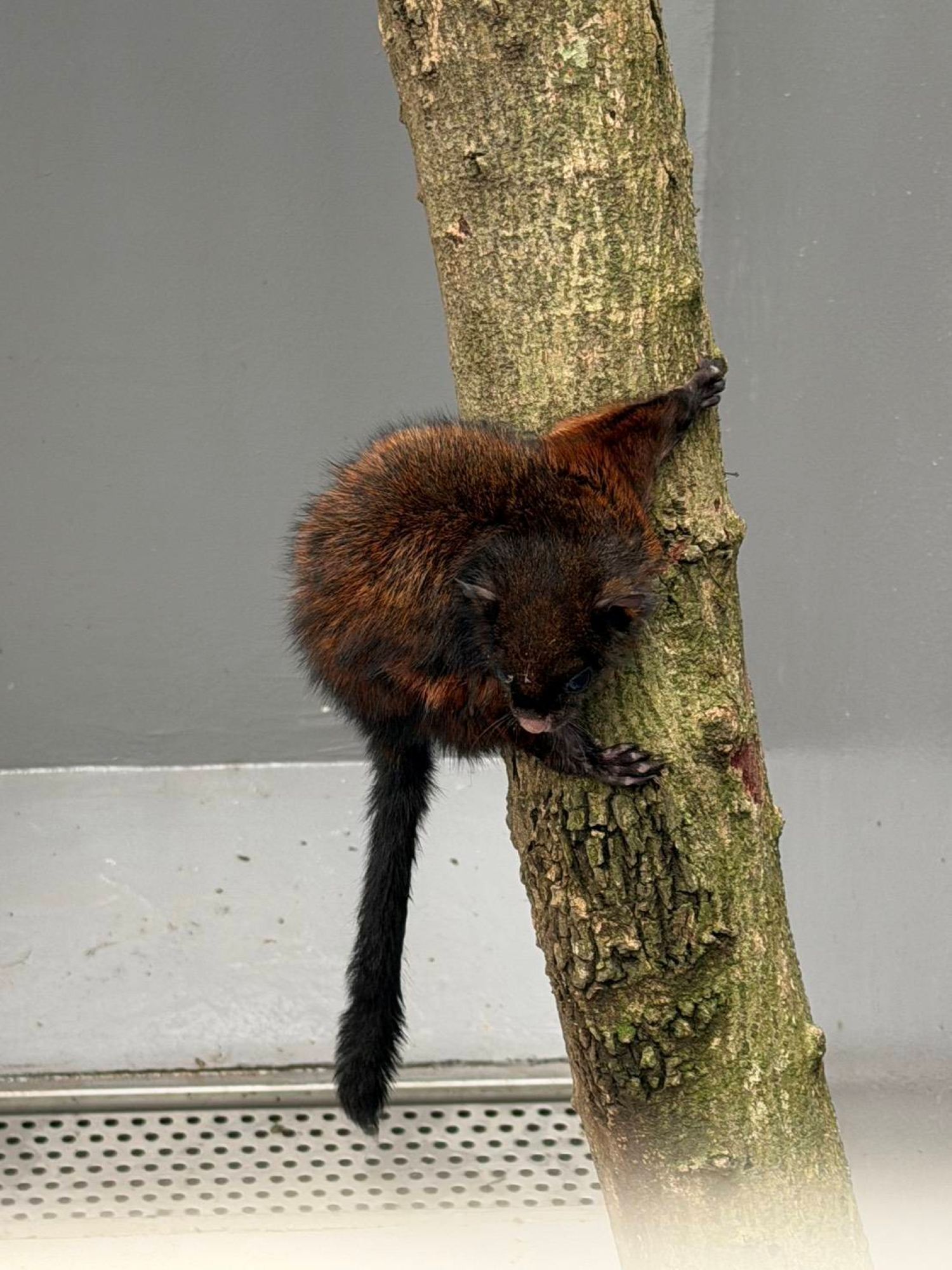 園區打造減壓環境供大赤鼯鼠等野生動物活動。